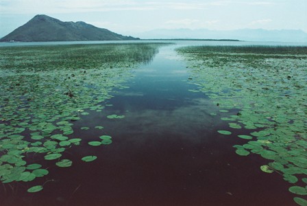 Skadarsko jezero